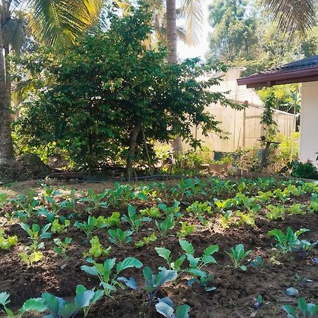Ella Nature Valley Homestay Ngoại thất bức ảnh