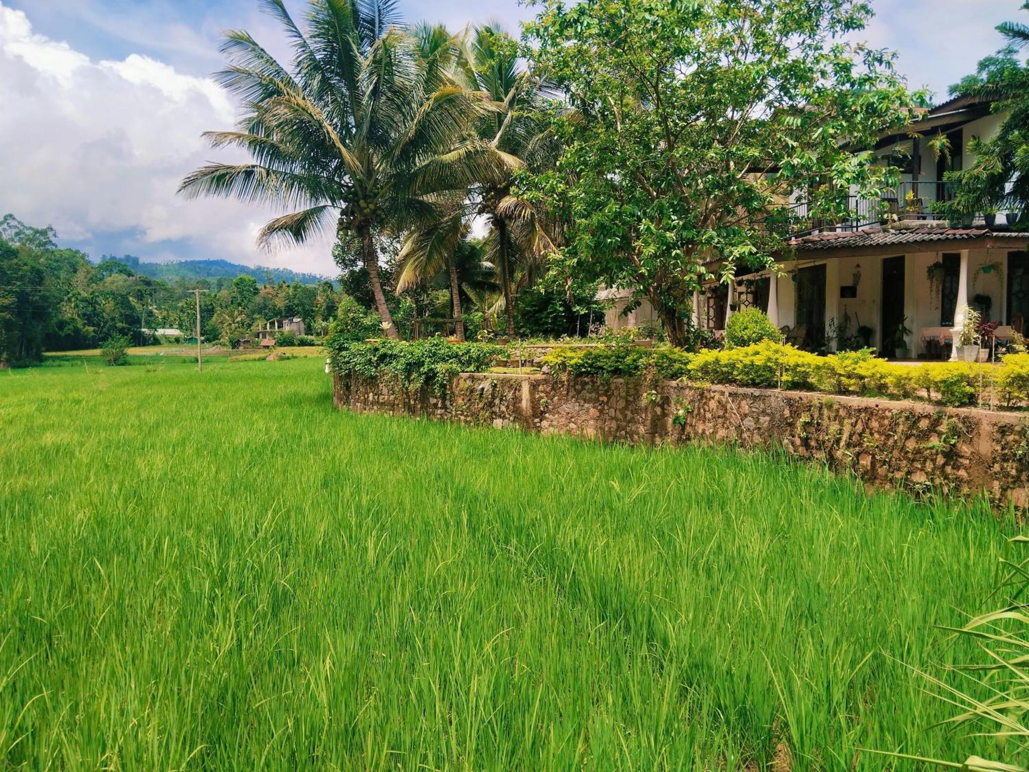 Ella Nature Valley Homestay Ngoại thất bức ảnh