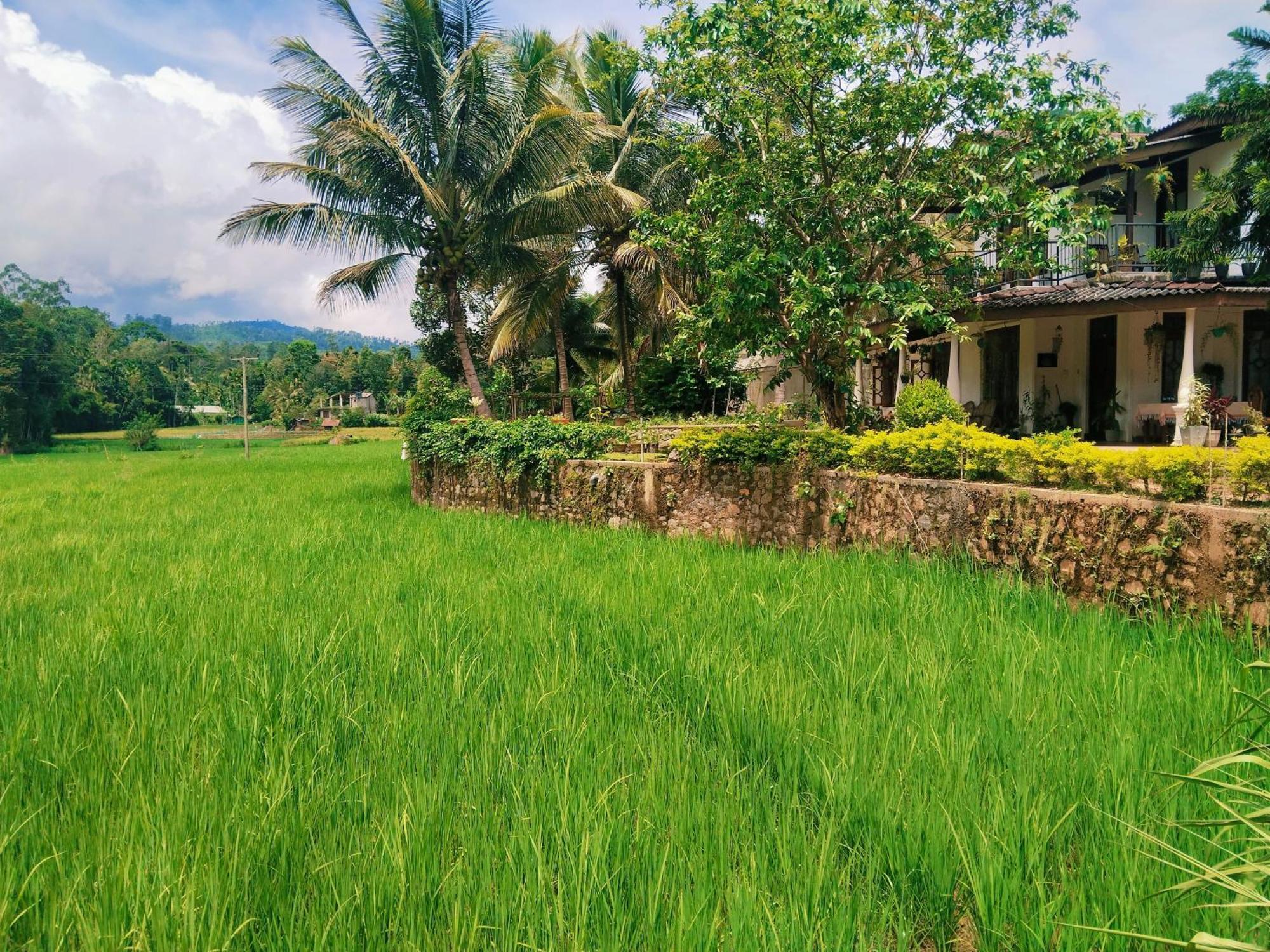 Ella Nature Valley Homestay Ngoại thất bức ảnh