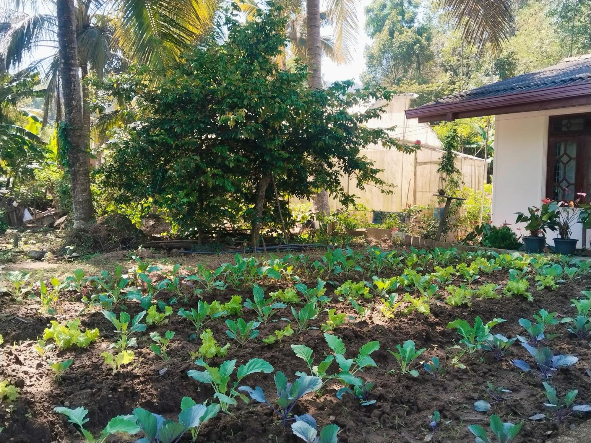 Ella Nature Valley Homestay Ngoại thất bức ảnh