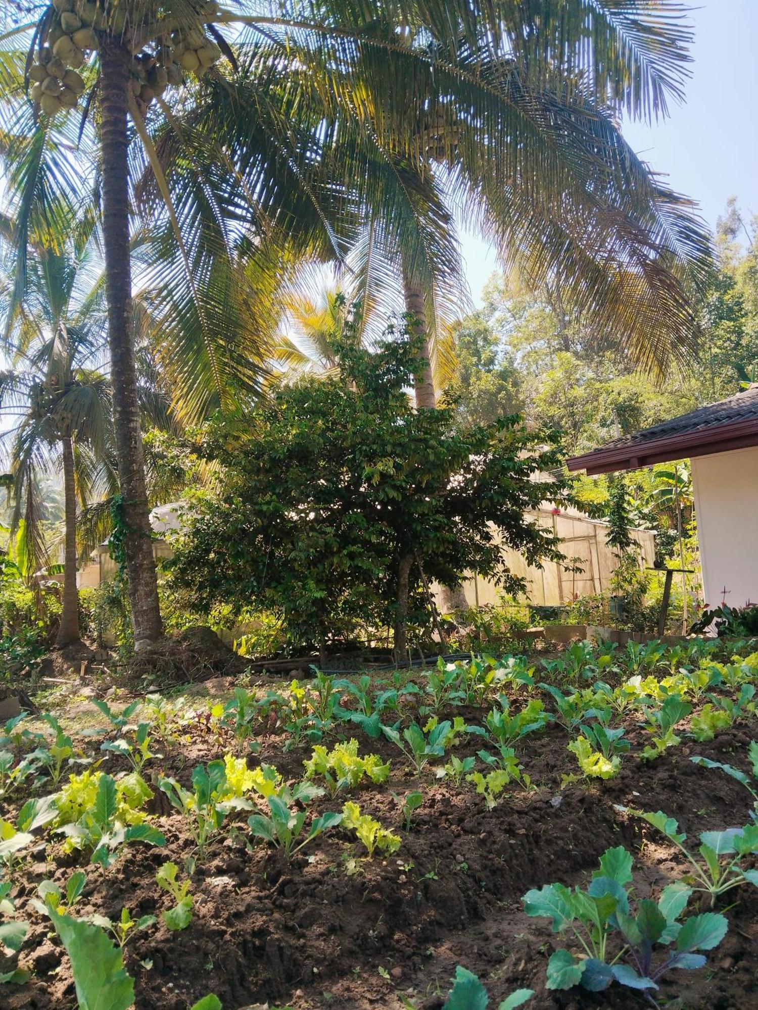 Ella Nature Valley Homestay Ngoại thất bức ảnh